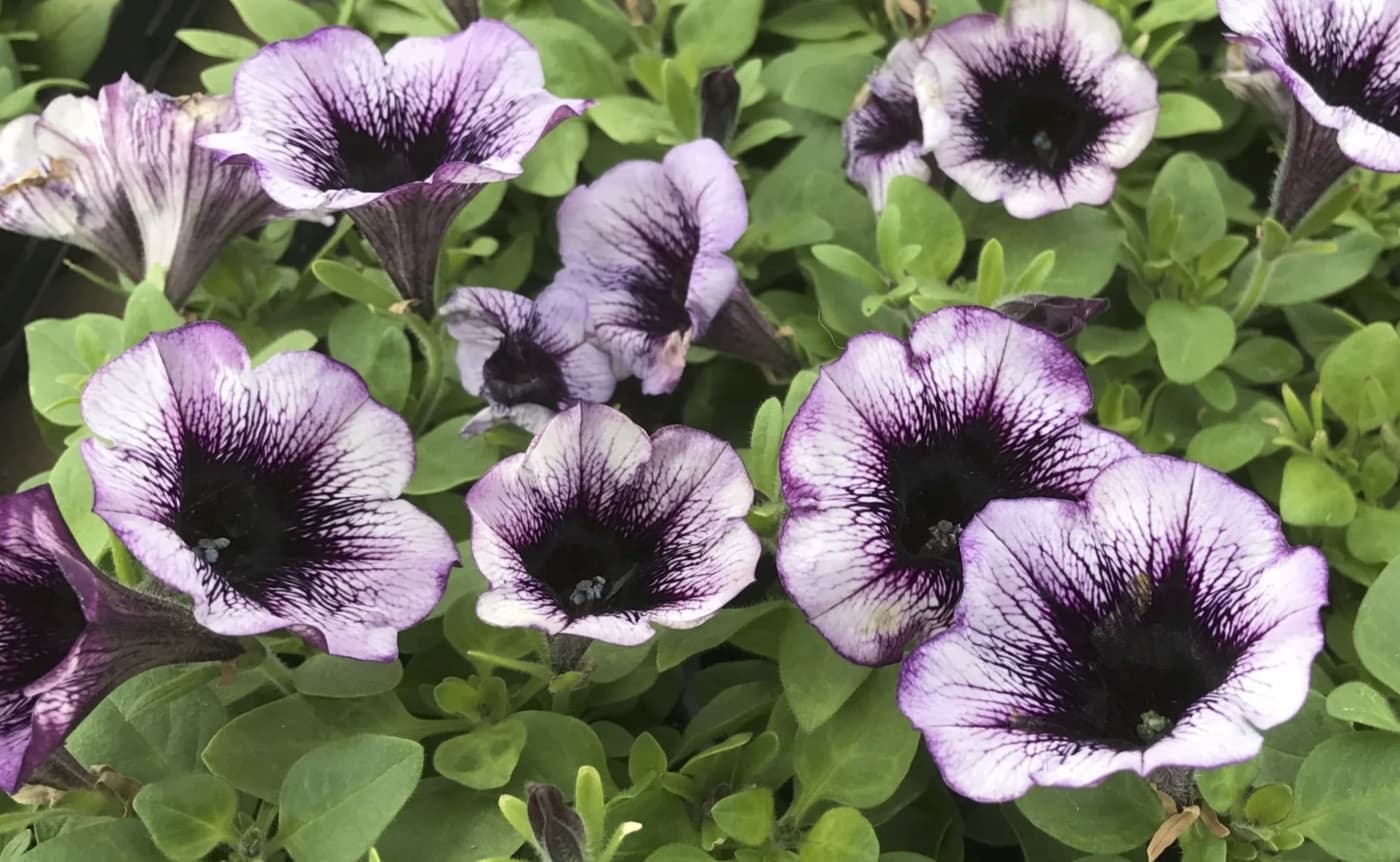 Gardener's Junction Greenhouse