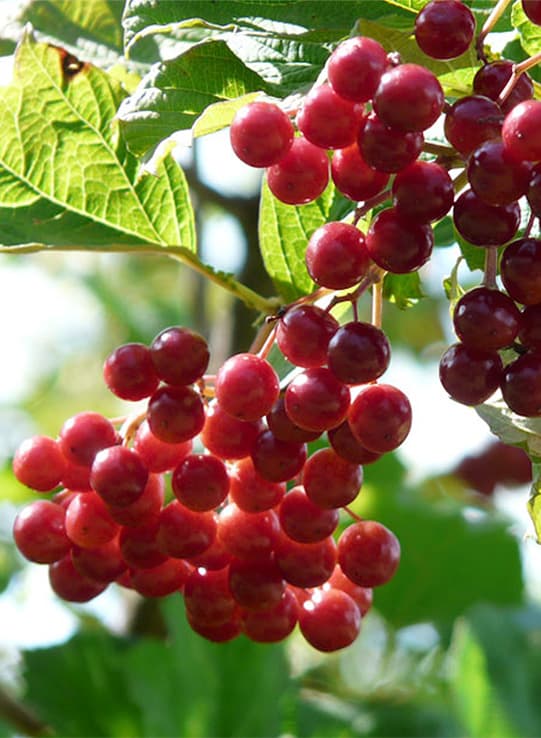 Kalyna Country Eco Museum