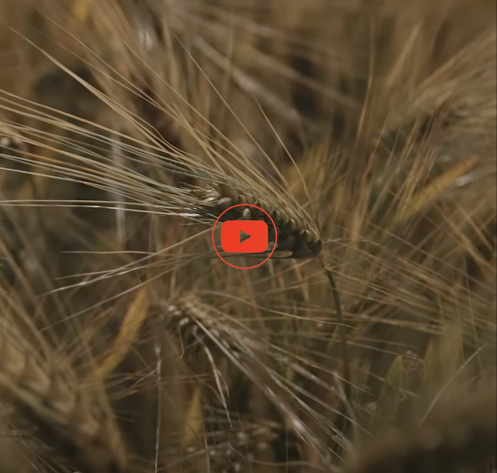 HOSTS - Youtube Channel Link